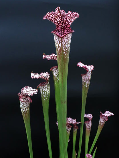 Sarracenia leucophylla L38C Srba Splinter Hill