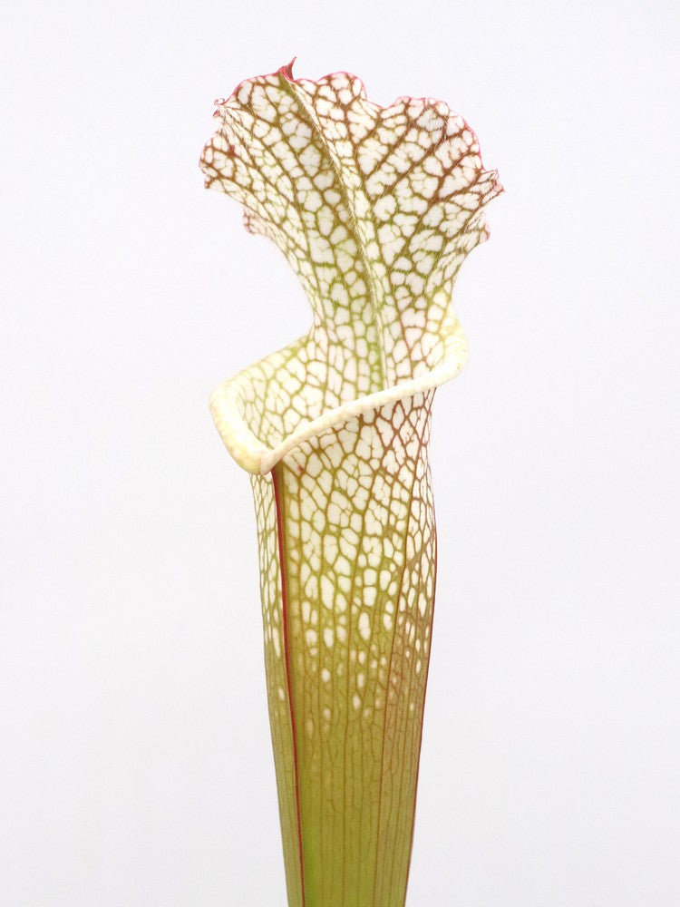 Sarracenia leucophylla Wilkerson Bog, Bay Co. FL L104B MK