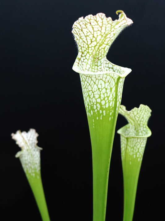 Sarracenia leucophylla L109 AA