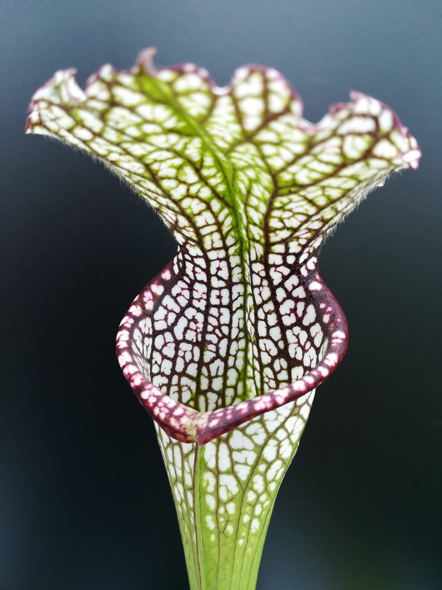 Sarracenia leucophylla  "Giant Autumn pitcher" Deer Park, AL  L12A MK