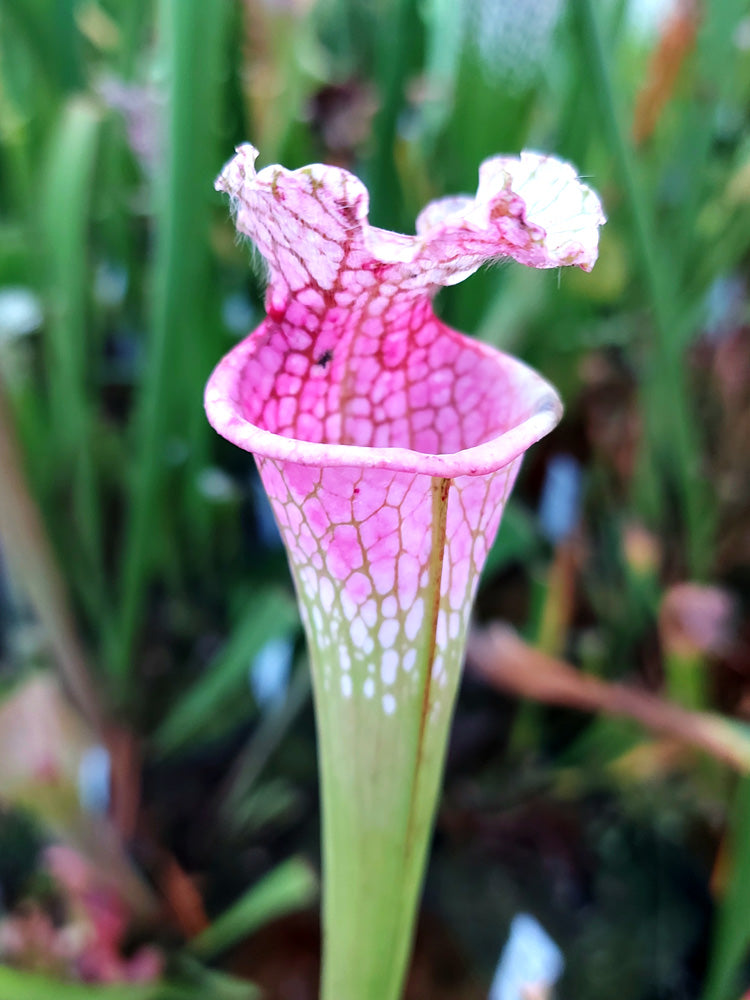 Sarracenia leucophylla „Ruby Joyce“ x var. alba (Nr. 5) L131 MK