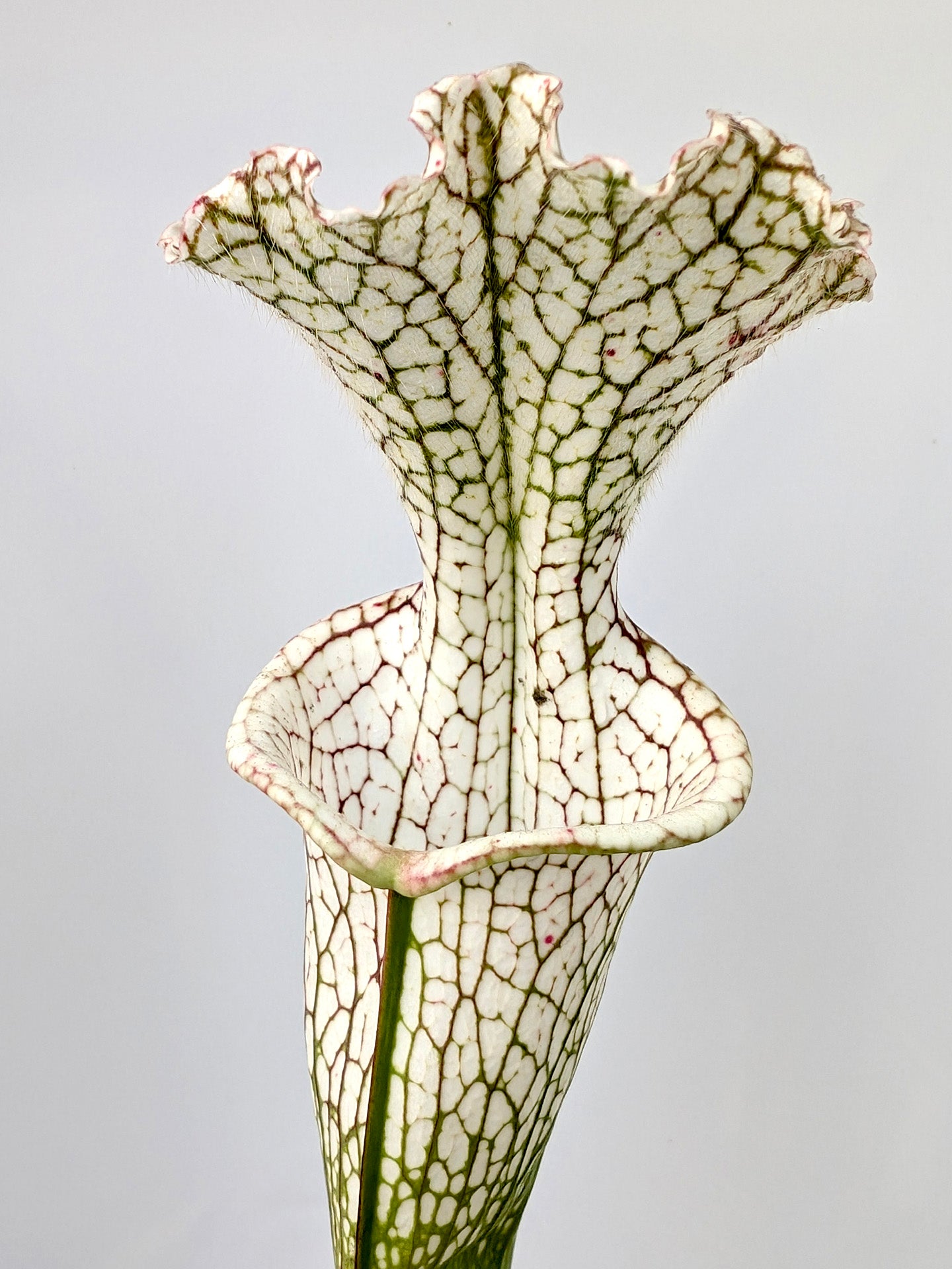 Sarracenia leucophylla L143 MK  Tall and white L32A Srba