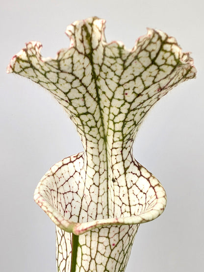 Sarracenia leucophylla L143 MK  Tall and white L32A Srba