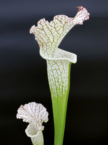 L14 GC Sarracenia leucophylla