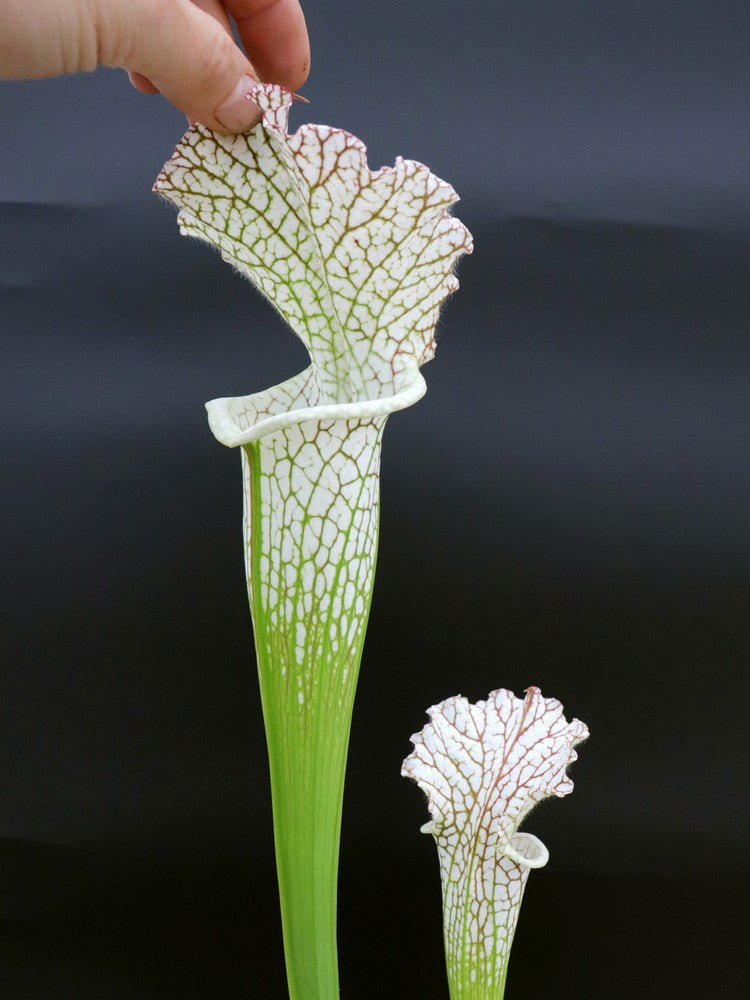 L14 GC Sarracenia leucophylla