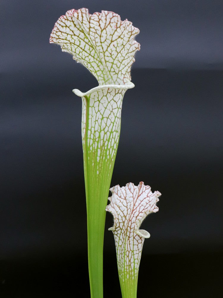 L14 GC Sarracenia leucophylla