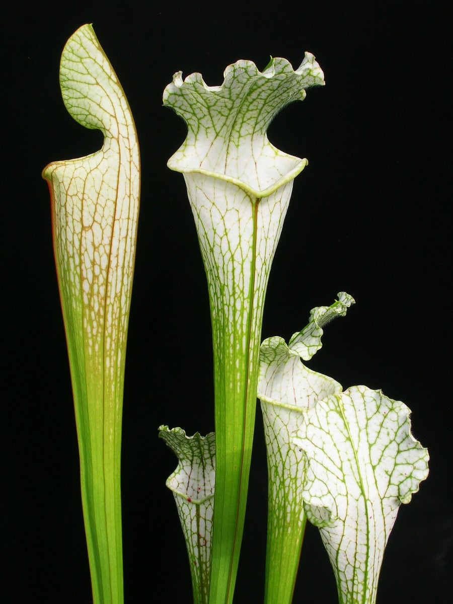 Sarracenia leucophylla L69 MK Yellow flowered form, Citronelle, AL.W