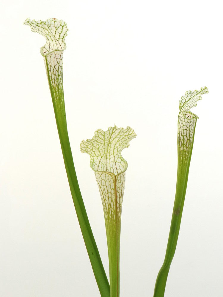 Sarracenia leucophylla L14 MK x L04 MK