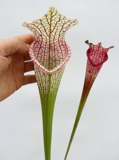 L15 GC Sarracenia leucophylla „Stämmige Form“