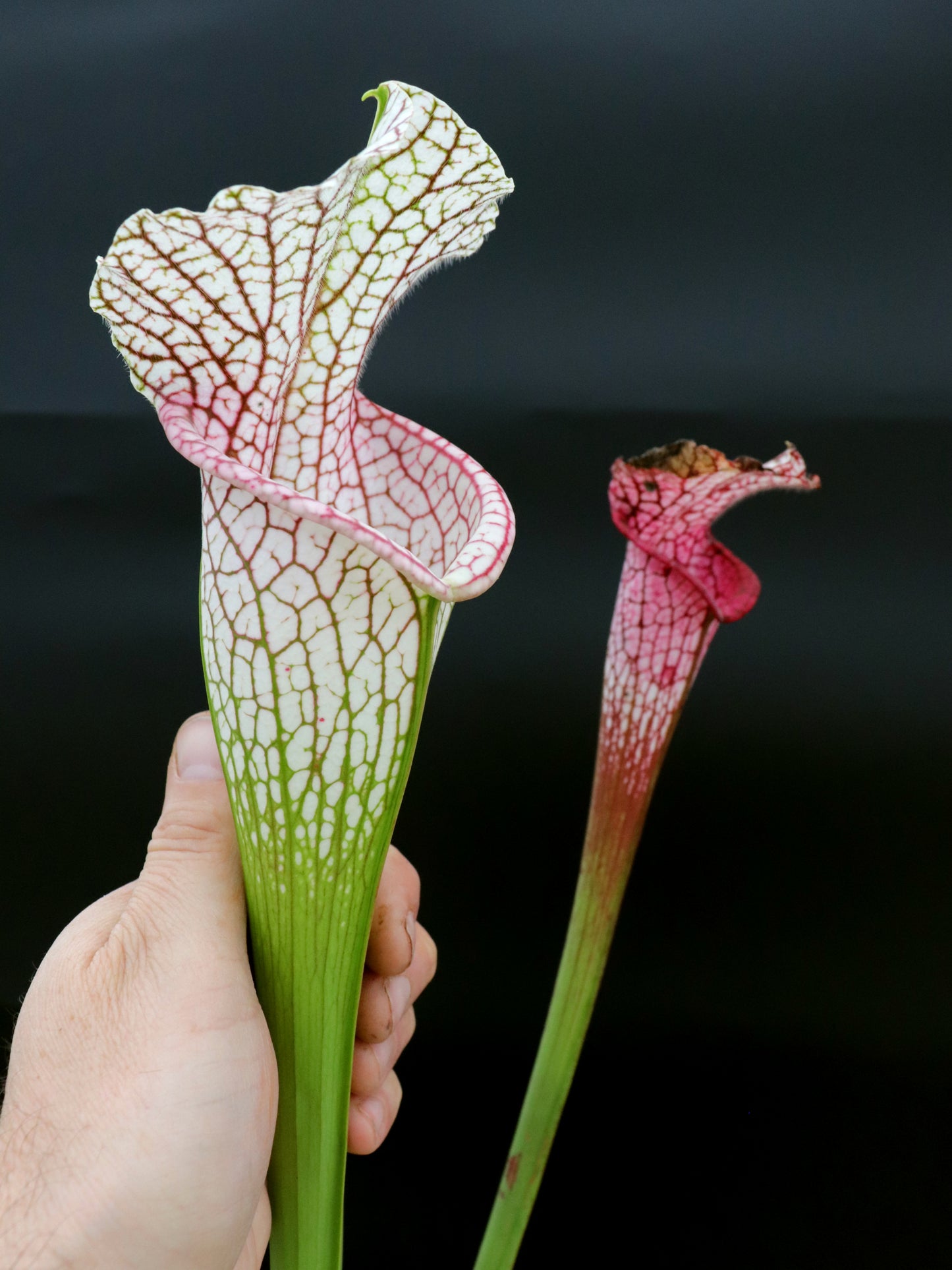 L15 GC  Sarracenia leucophylla "Stocky form"