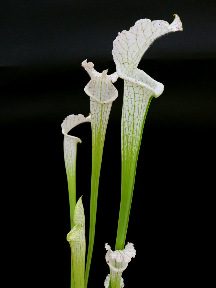 L17 GC Sarracenia leucophylla var. Sonnenaufgang