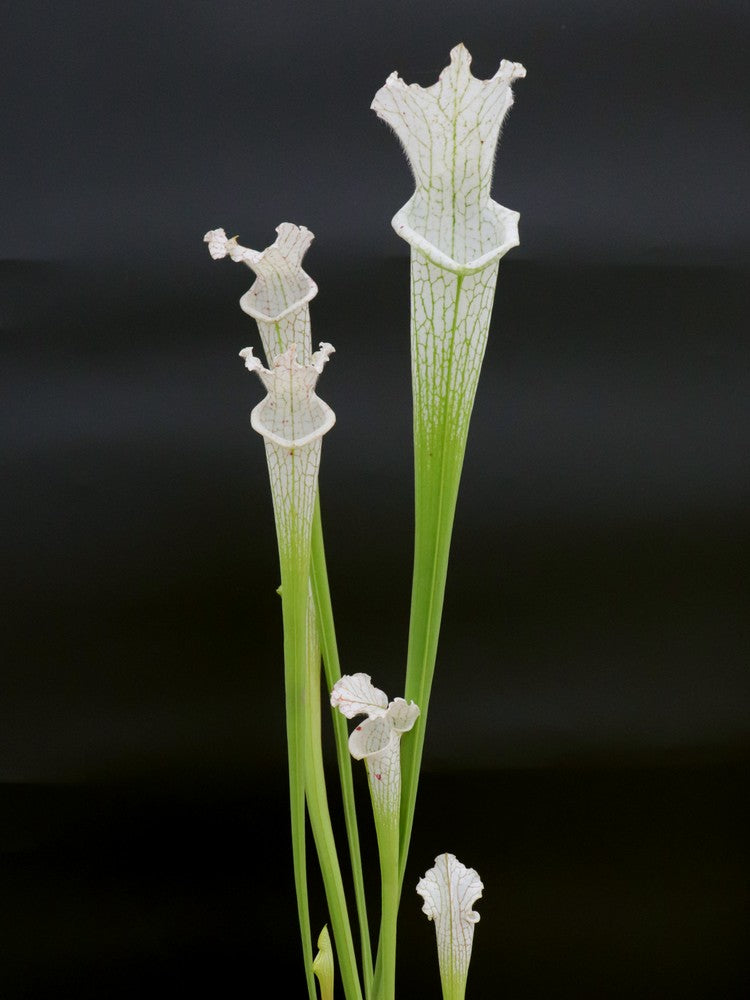 L17 GC Sarracenia leucophylla var. Sonnenaufgang