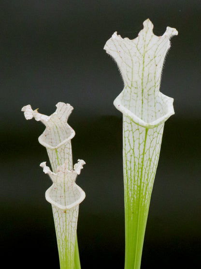 L17 GC Sarracenia leucophylla var. Sonnenaufgang