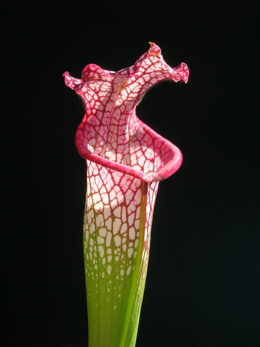 Sarracenia leucophylla L18 MK Large pink lipped, Apalachicola National Forest,W