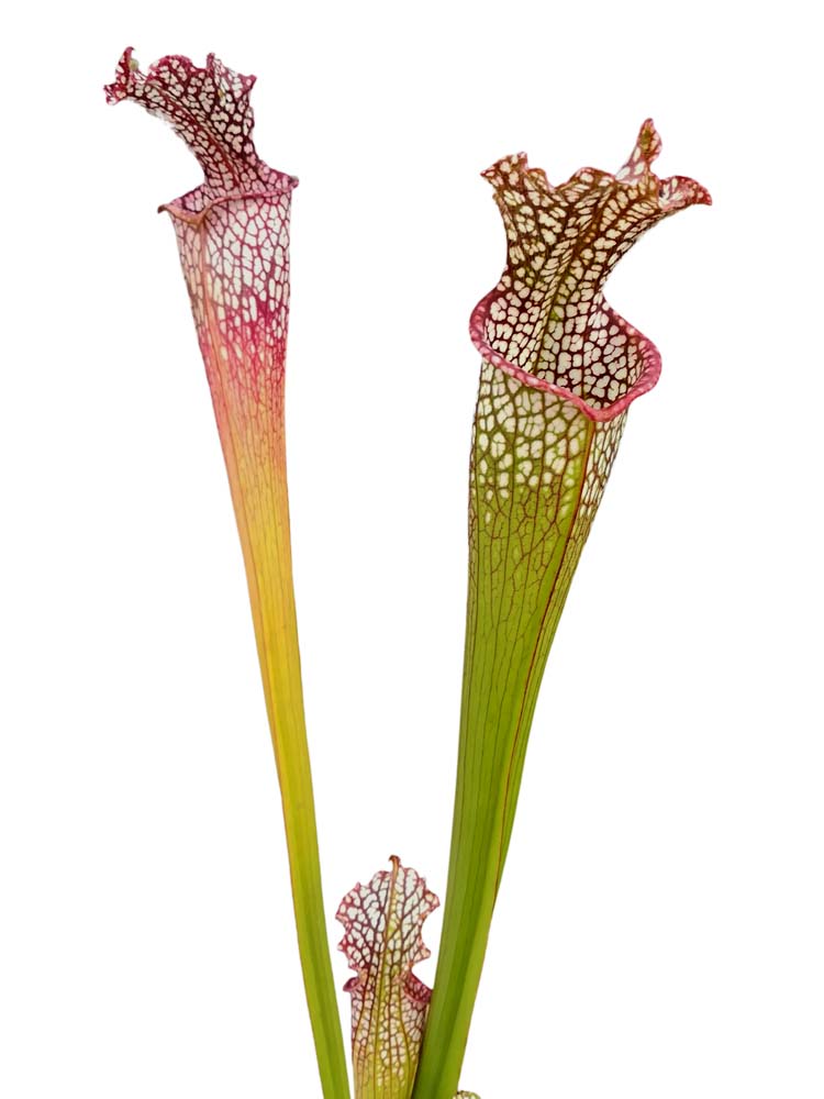 Sarracenia leucophylla L21C Srba