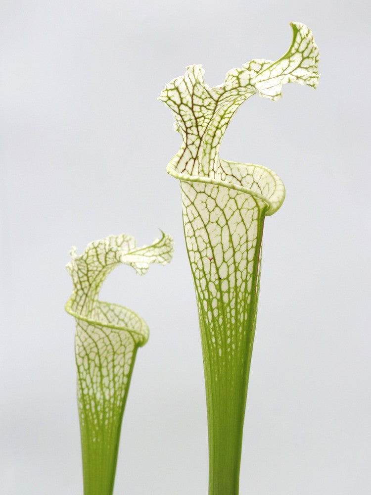 Sarracenia leucophylla Citronelle AL. L2 MK