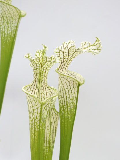 Sarracenia leucophylla Citronelle AL. L2 MK