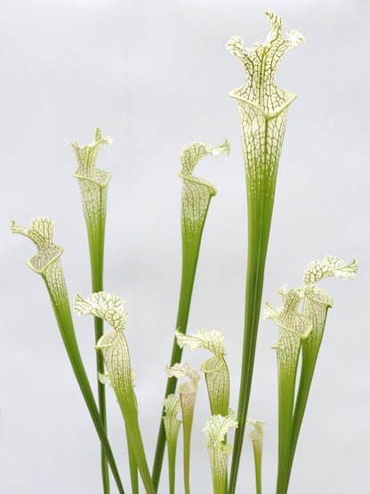 Sarracenia leucophylla Citronelle AL. L2 MK