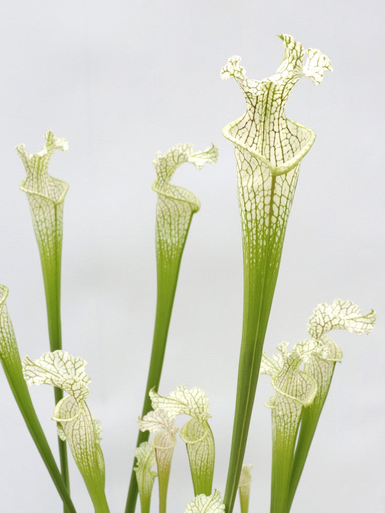 Sarracenia leucophylla Citronelle AL. L2 MK