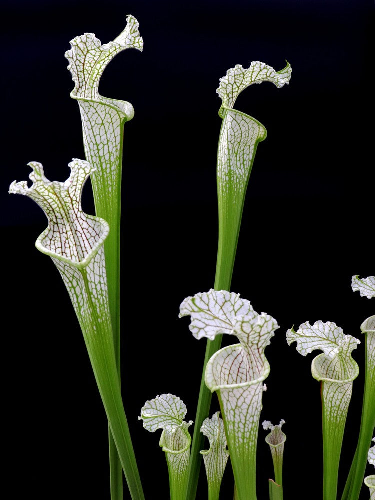 Sarracenia leucophylla Citronelle AL. L2 MK