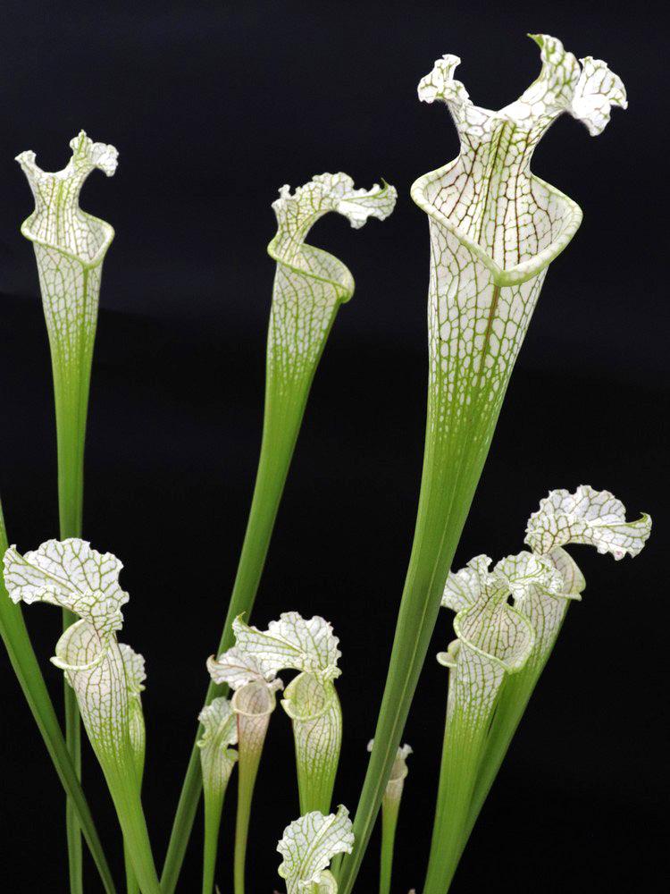 Sarracenia leucophylla Citronelle AL. L2 MK