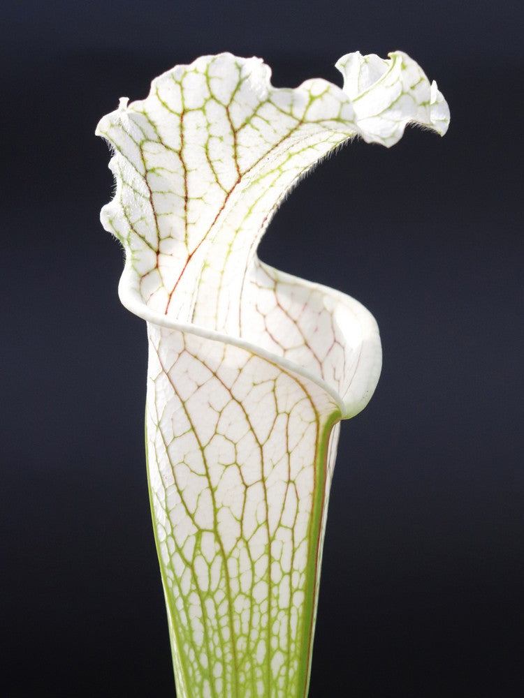 Sarracenia leucophylla  L2 MK x L14 PW