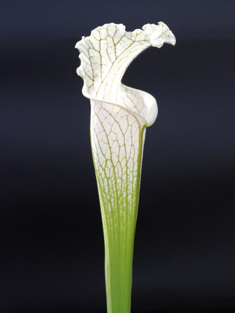 Sarracenia leucophylla  L2 MK x L14 PW