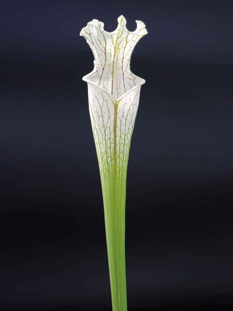 Sarracenia leucophylla L2 MK x L14 PW