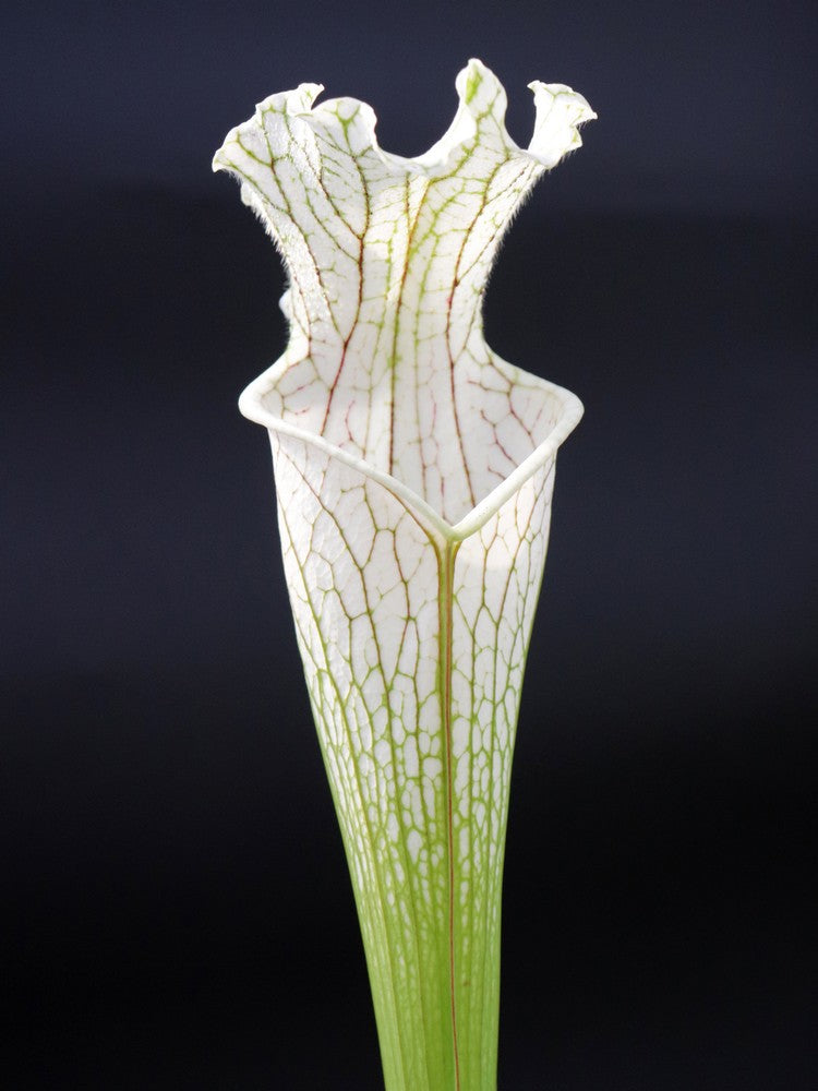 Sarracenia leucophylla L2 MK x L14 PW