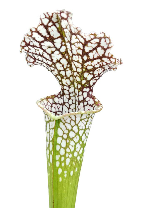 Sarracenia leucophylla  L30 MK Red & white, Viv Topham