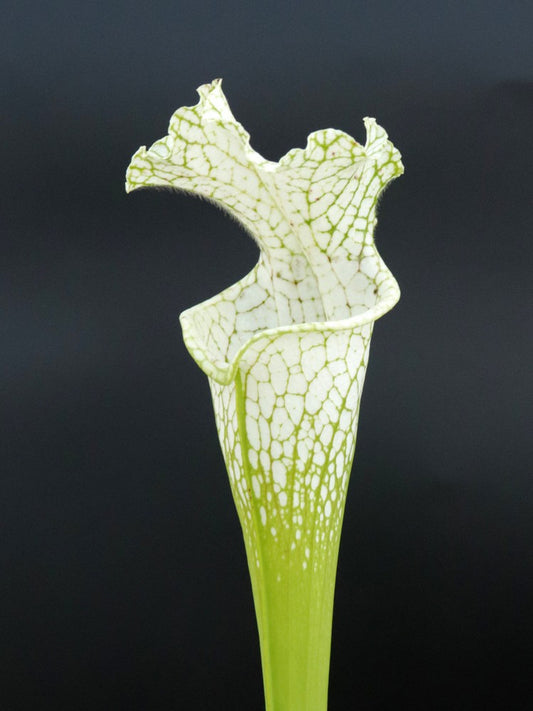 Sarracenia leucophylla L34/A MrS