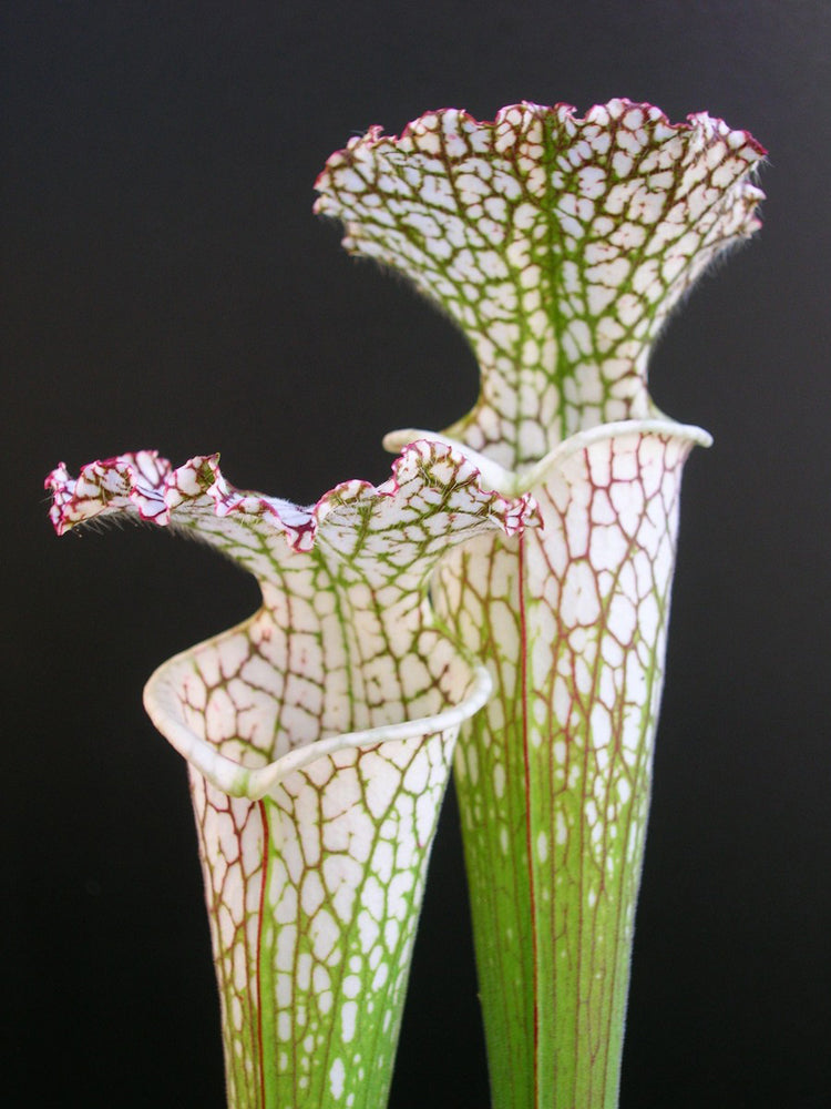 Sarracenia leucophylla  L34 MK White top, Fine red veins