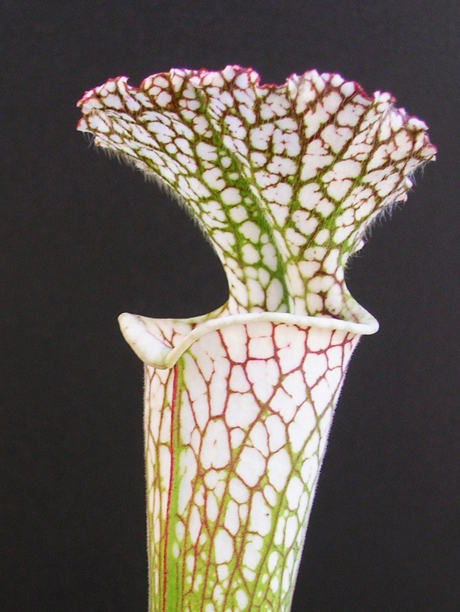 Sarracenia leucophylla  L34 MK White top, Fine red veins