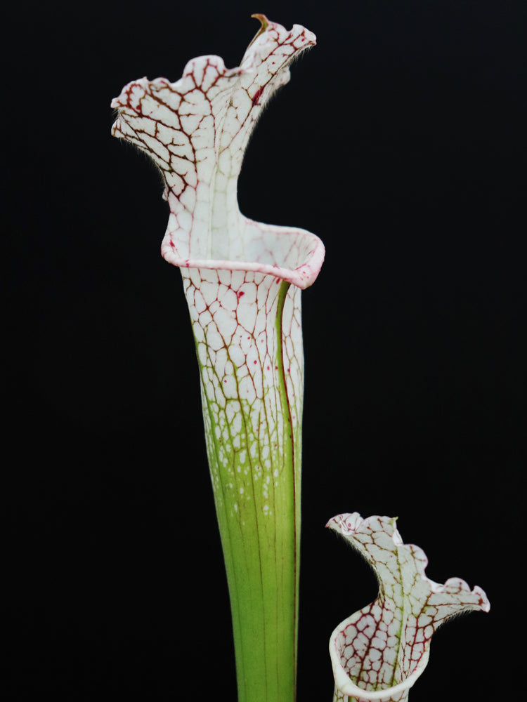 Sarracenia leucophylla L35C Srba