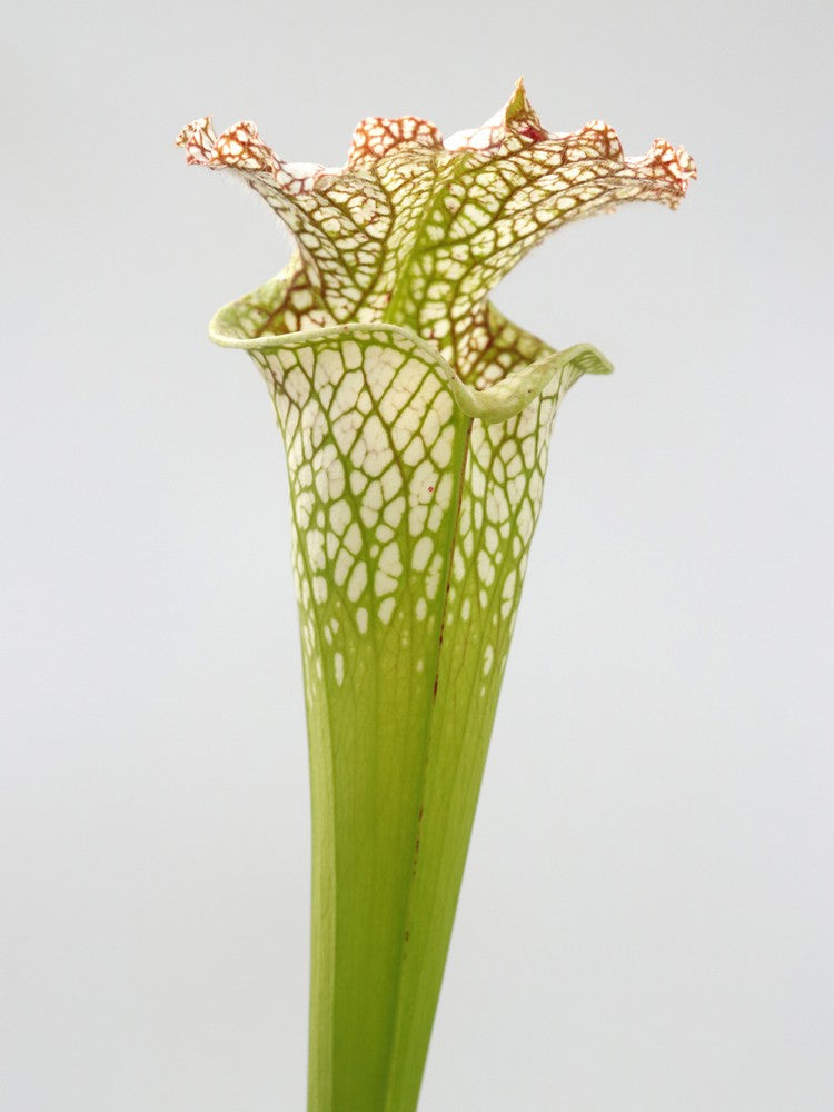 Sarracenia 'Leviathan'