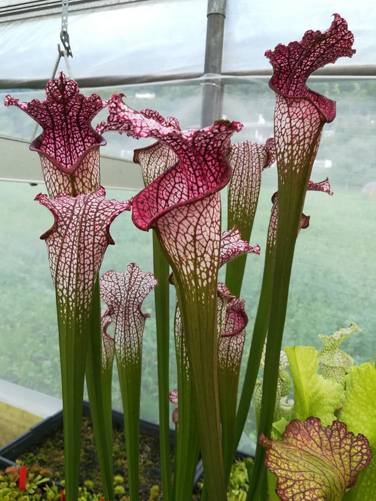 Sarracenia leucophylla L38C Srba Splinter Hill