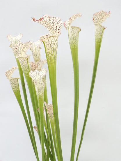 Sarracenia leucophylla L38 MK x L09 MK