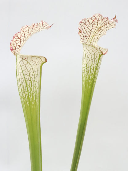 Sarracenia leucophylla L38 MK x L09 MK