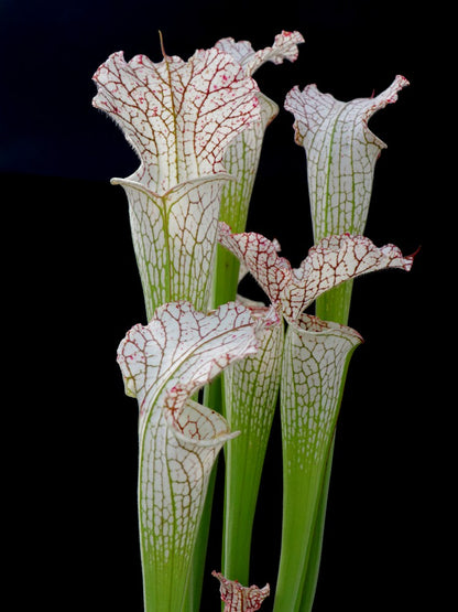 Sarracenia leucophylla L38 MK x L09 MK