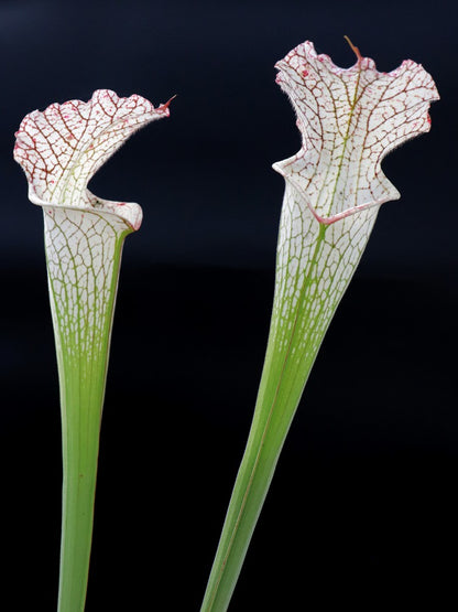 Sarracenia leucophylla  L38 MK x L09 MK