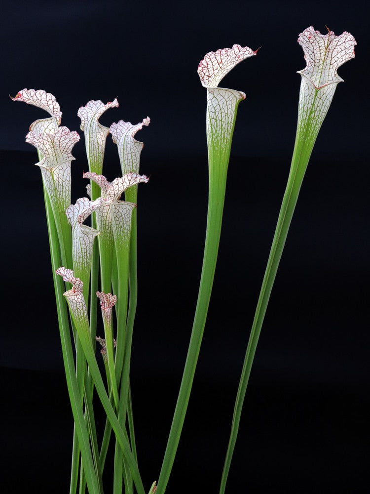 Sarracenia leucophylla  L38 MK x L09 MK