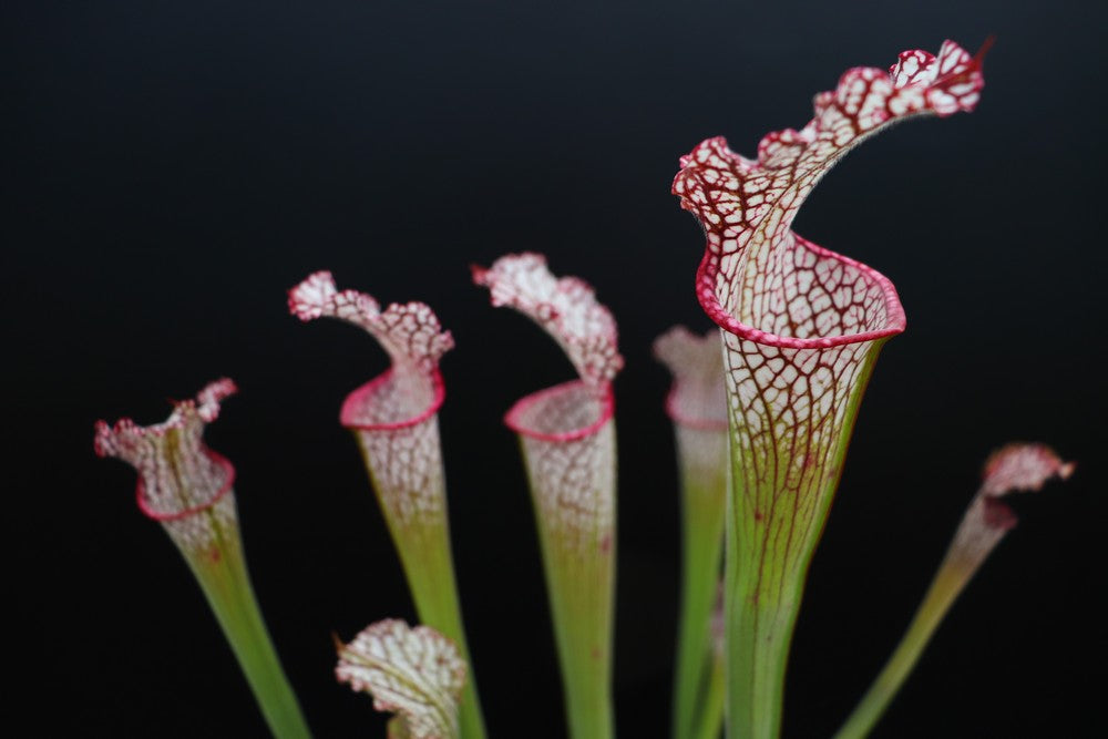 Sarracenia leucophylla L38 MK  Pubescent form, Citronelle, AL,W