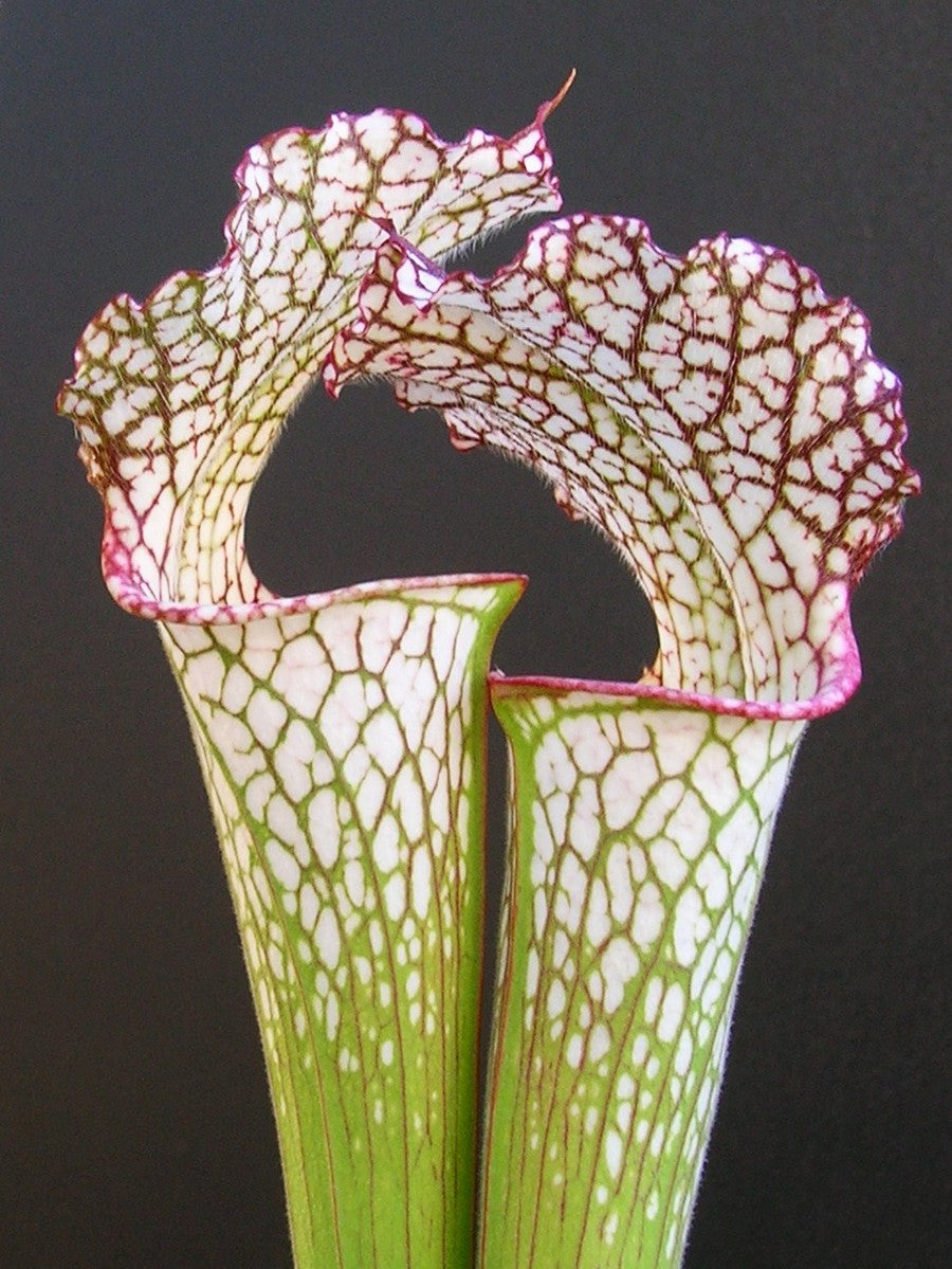 Sarracenia leucophylla L38 MK  Pubescent form, Citronelle, AL,W