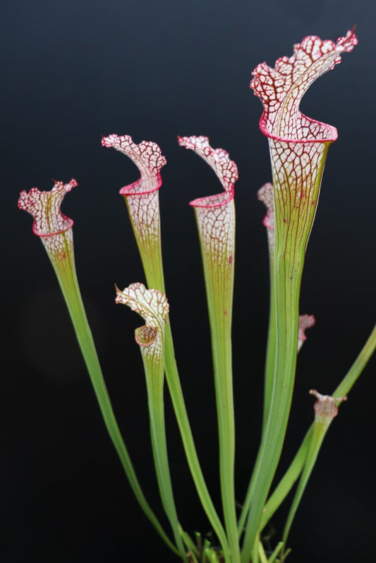 Sarracenia leucophylla L38 MK  Pubescent form, Citronelle, AL,W