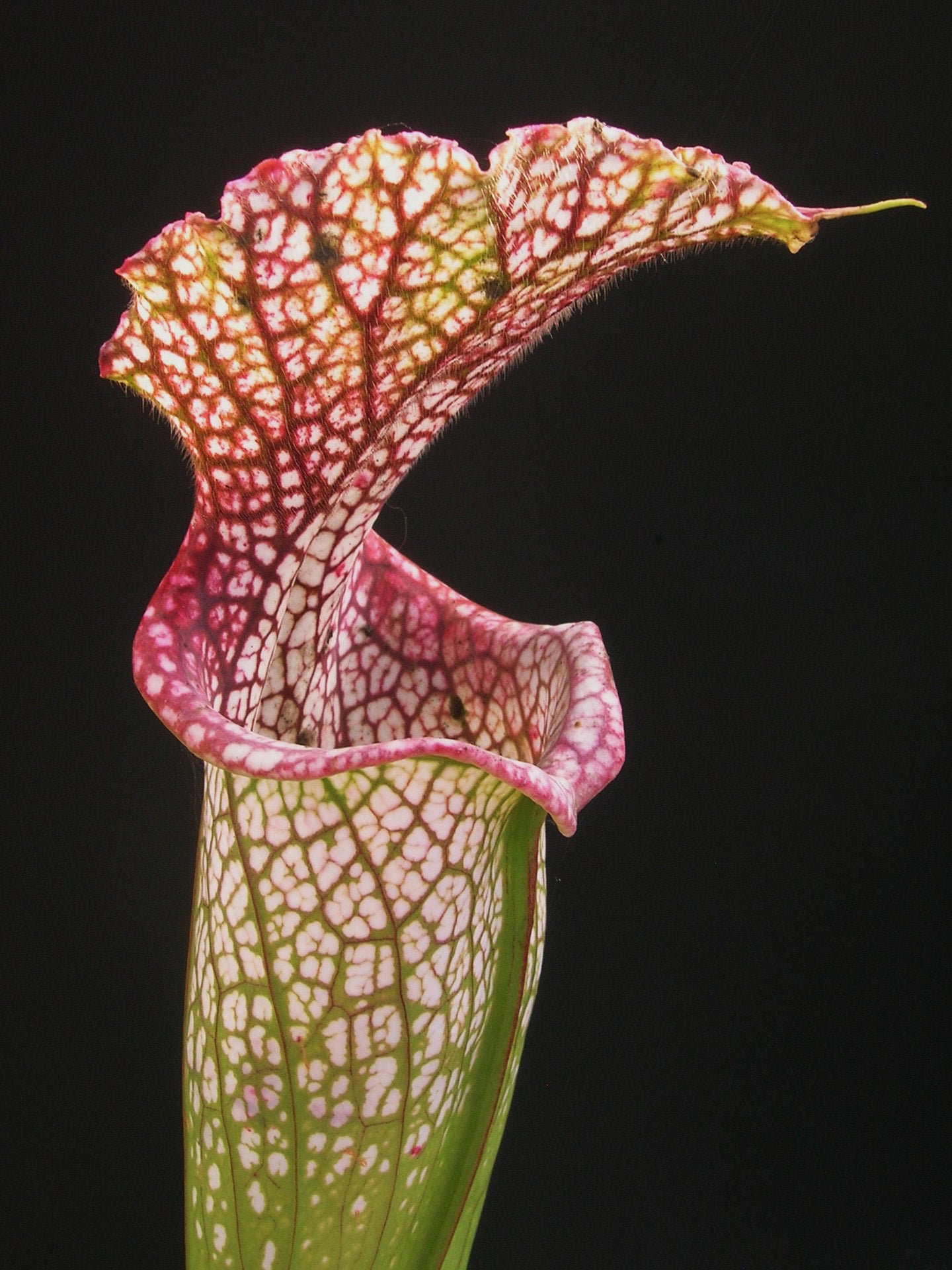 Sarracenia leucophylla  L39A MK Citronelle, Alabama