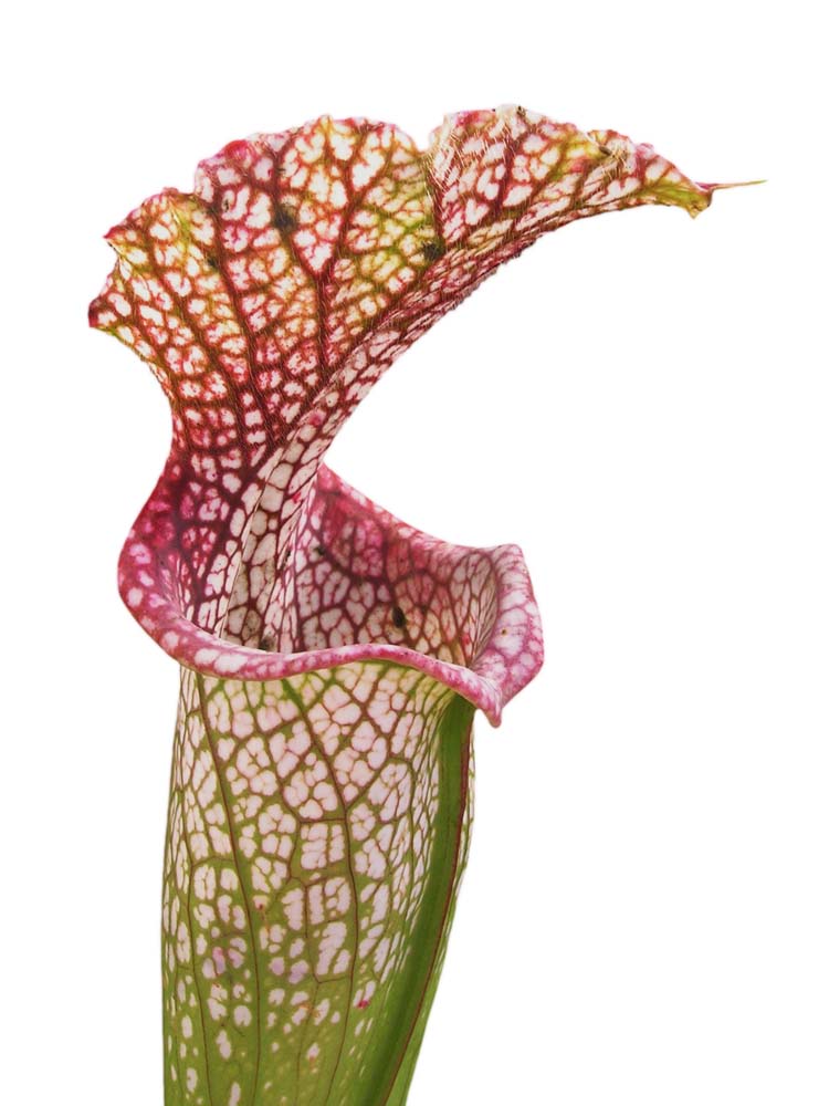 Sarracenia leucophylla  L39A MK Citronelle, Alabama