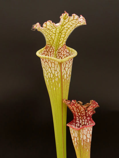 Sarracenia leucophylla   Red & White Citronelle, AL   L39B MK