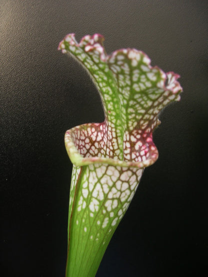 Sarracenia leucophylla   Red & White Citronelle, AL   L39B MK