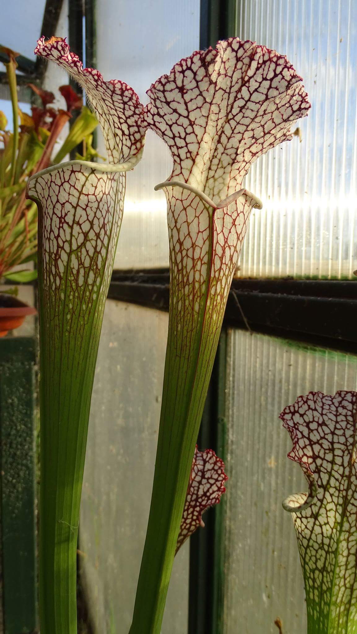 Sarracenia leucophylla L3 Altair "Very Tall"