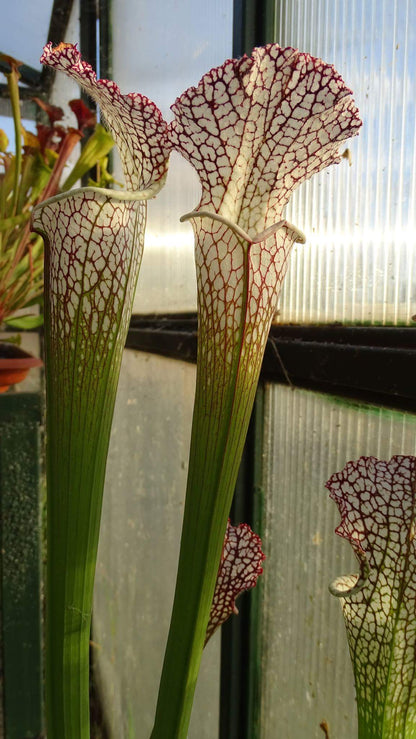 Sarracenia leucophylla L3 Altair "Very Tall"